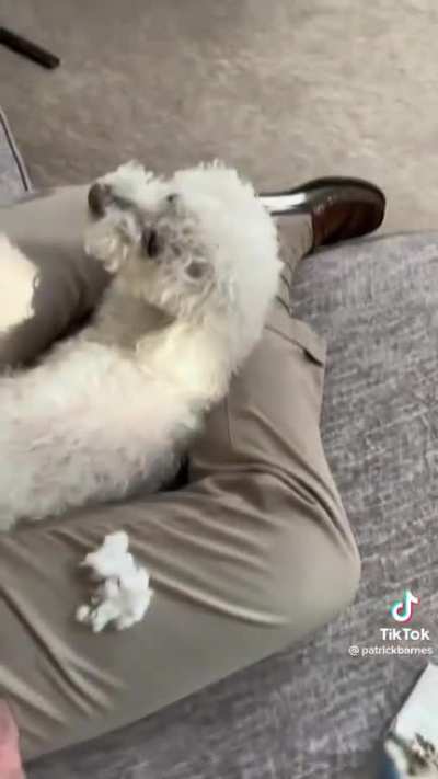 Pro tip: Don’t screw around with your doggy!