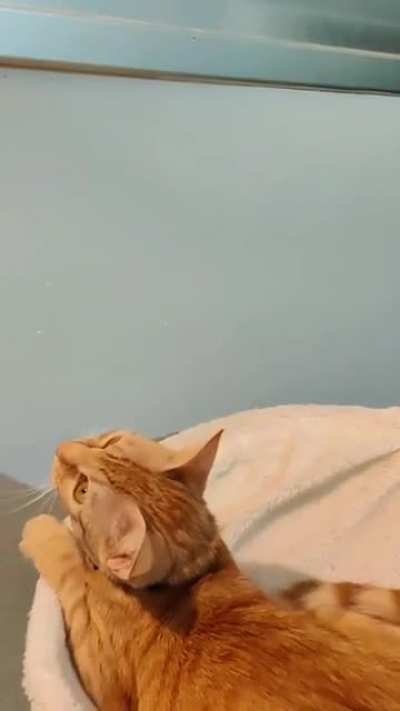 A wild fly appears