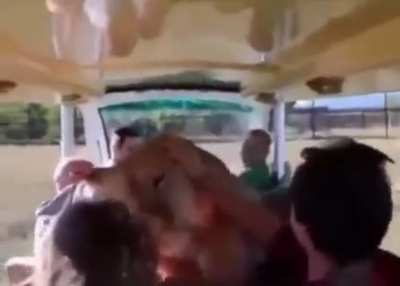Lioness charges at safari car full of people.