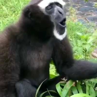 Cut to a monkey count...?