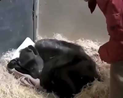 This elderly chimpanzee, too weak to eat or drink, was nearing the end of her life. Caretakers called her former caregiver of 40 years for a final visit, and she immediately recognized him.