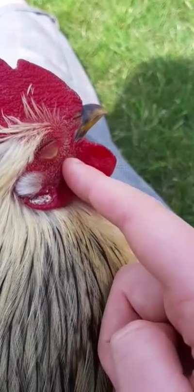 This is my rooster Pros-Père, chilling with me after a long day of walking around the garden with his chickens.
