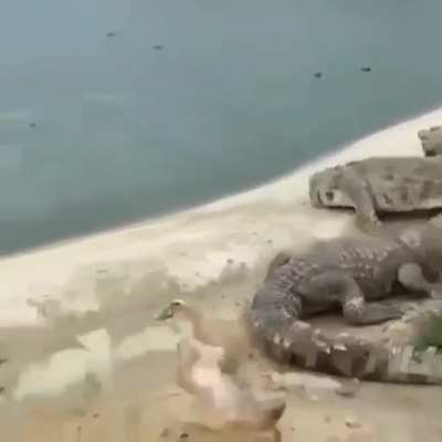 Бесстрашная утка