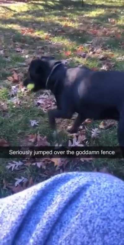 Not the most graceful barkour, but Maggie jumped over the fence and ran into the woods 😂 She bent the fence in the process