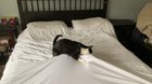 Making the bed is always such an ordeal