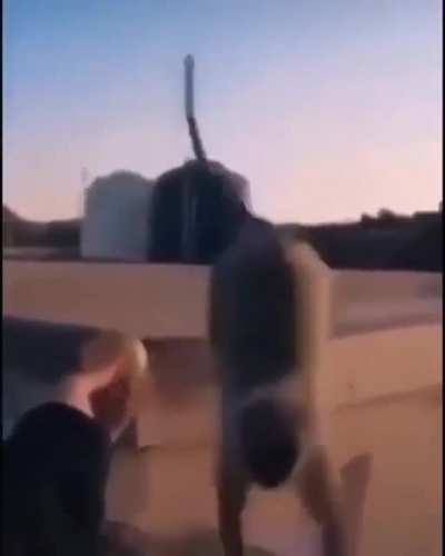 you failed the monke. now die.