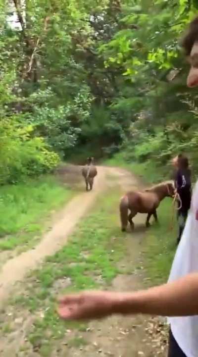 Everyone needs a farty donkey