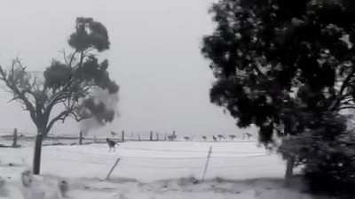 Kangaroos hopping in Australian snowfall