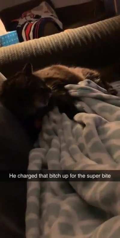 Kitty use bite