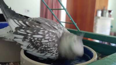 Birb bath