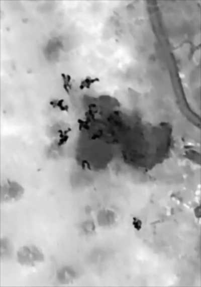 Russian drone drop on Ukrainian evacuation group, claim of 4 KIA and 4 wounded
