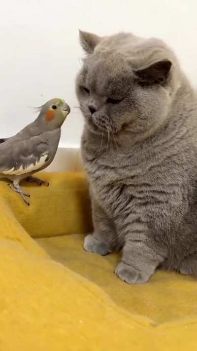 Funny perrot