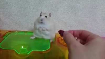 Hamster is getting WW2 flashbacks.