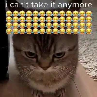 there is no meme