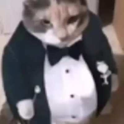 fat fu**ing cat