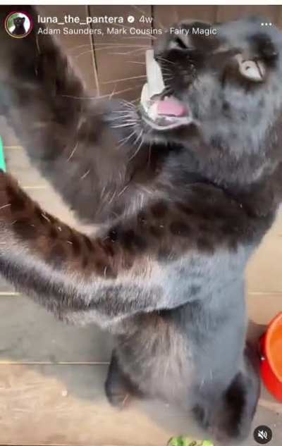 Luna’s Teefies
