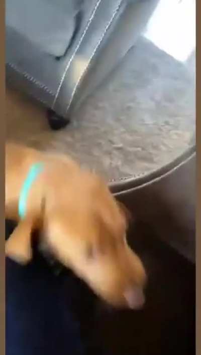 puppy attacks a man (warning: very cute)
