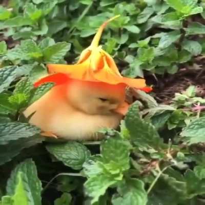 Mientras el subreddit arde wacha un patito.