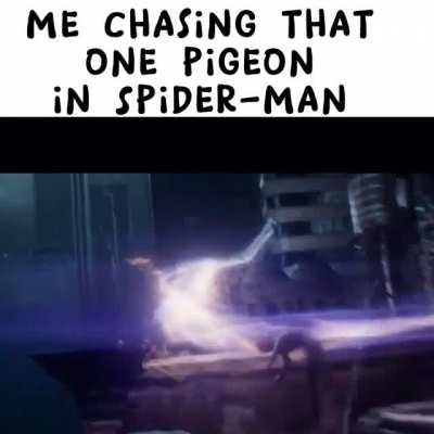 That pigeon was annoying