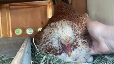 Poor sweet Agatha really wants to hatch the the other girls’ infertile eggs as well as the ceramic fake ones