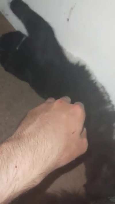 Cæt