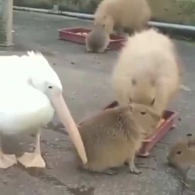 Голодный как волк