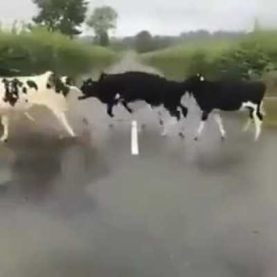 Maybe maybe maybe