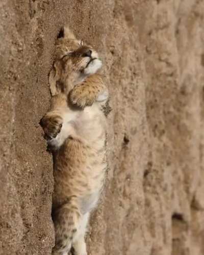 Lion cub enjoying some R&R