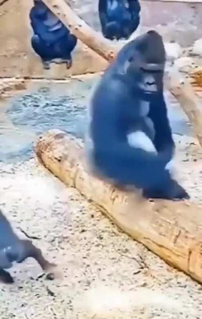 🐒👉🦍