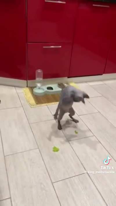 You don’t win friends with salad