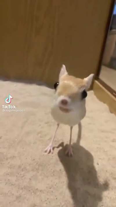smol cute jerboa