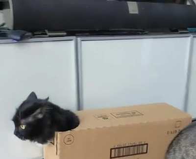 Cat armor