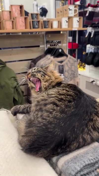 Volvo the cat