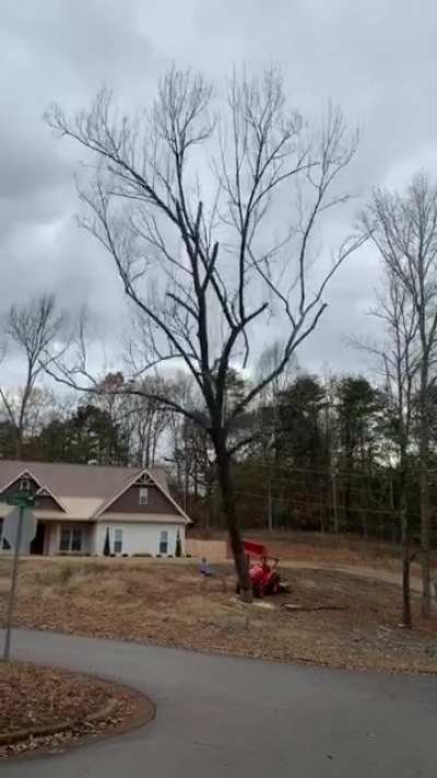 Dead tree completely falls apart when it hits asphalt.