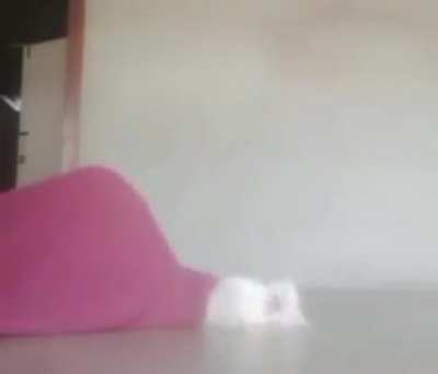 Funny cat vid uno