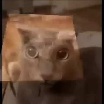 cate