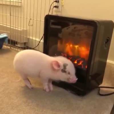 pig
