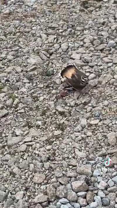 Momma bird tries to distract the cameraman and get him away from her eggs
