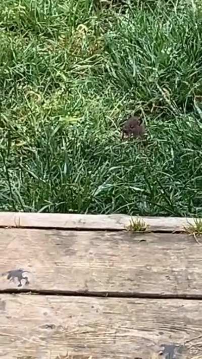 Mouse in the backyard