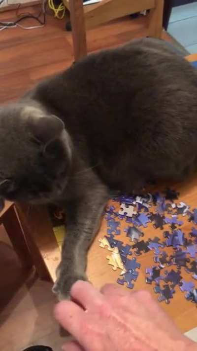 My horrible cat isn’t even allowed on the table!