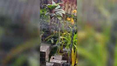 Parrot singing Chandelier