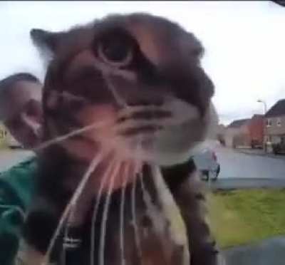 MAOW