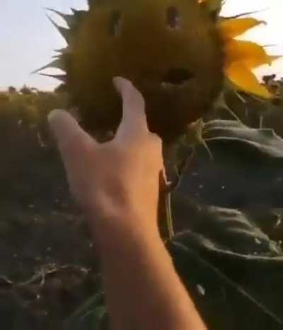 plants