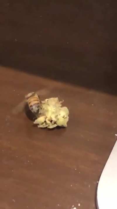 beeblayde