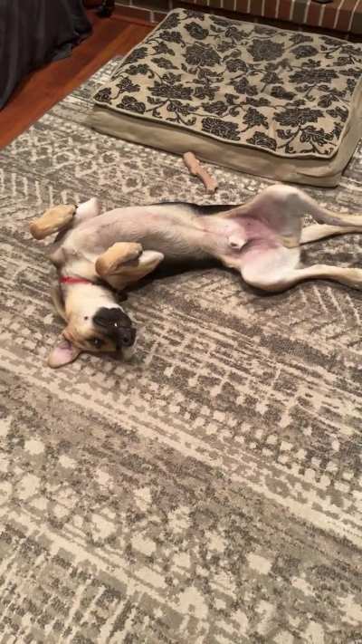My dog Scooby refused to get up to go outside 