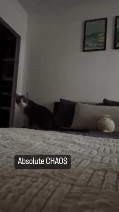 pov: you're a mouse