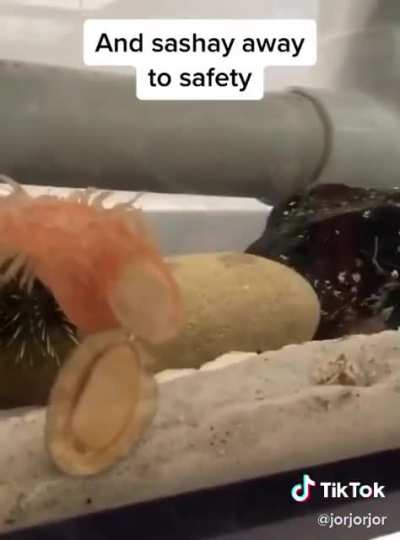 My anemone people need me