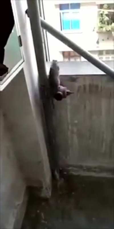 Ratinho suicída