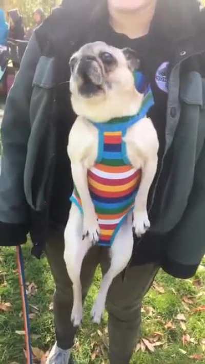 My screeching angel goblin in a baby carrier at the dog fair - she MAD lol