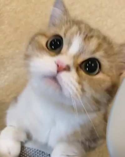 JUST! PLEASE! DO! IT!